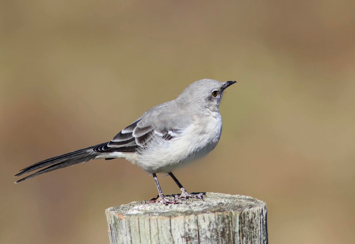 Northern Mockingbird - ML644493268