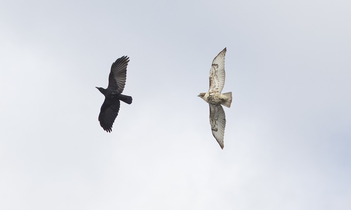 Red-tailed Hawk - ML644493297