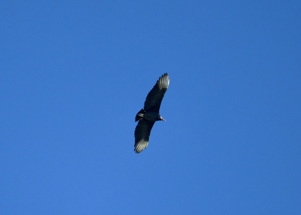 svartkondor - ML644493299