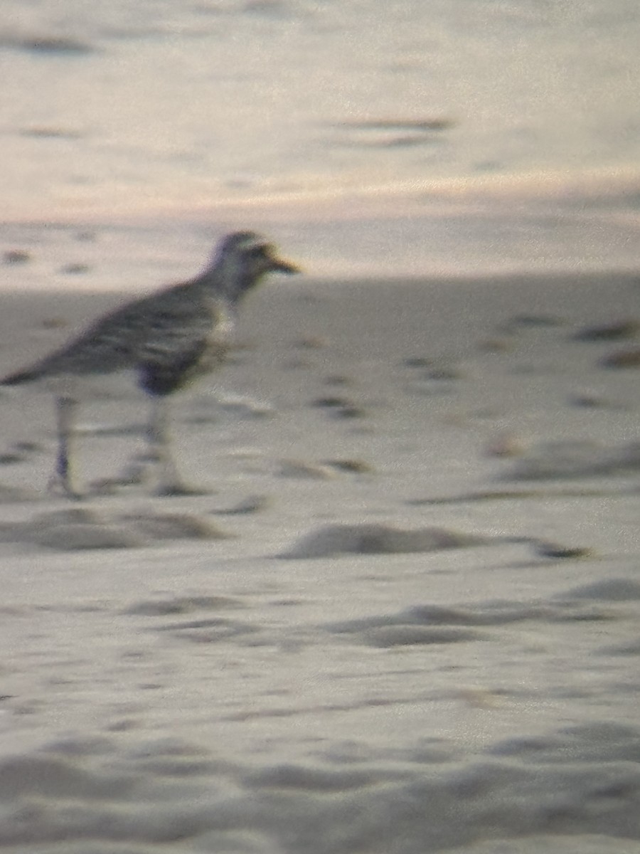 Black-bellied Plover - ML644493306