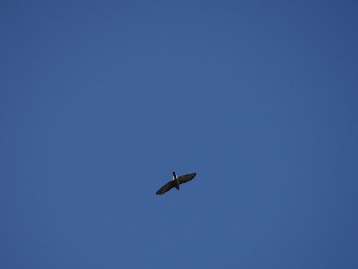 Rufous-thighed Kite - ML644493307