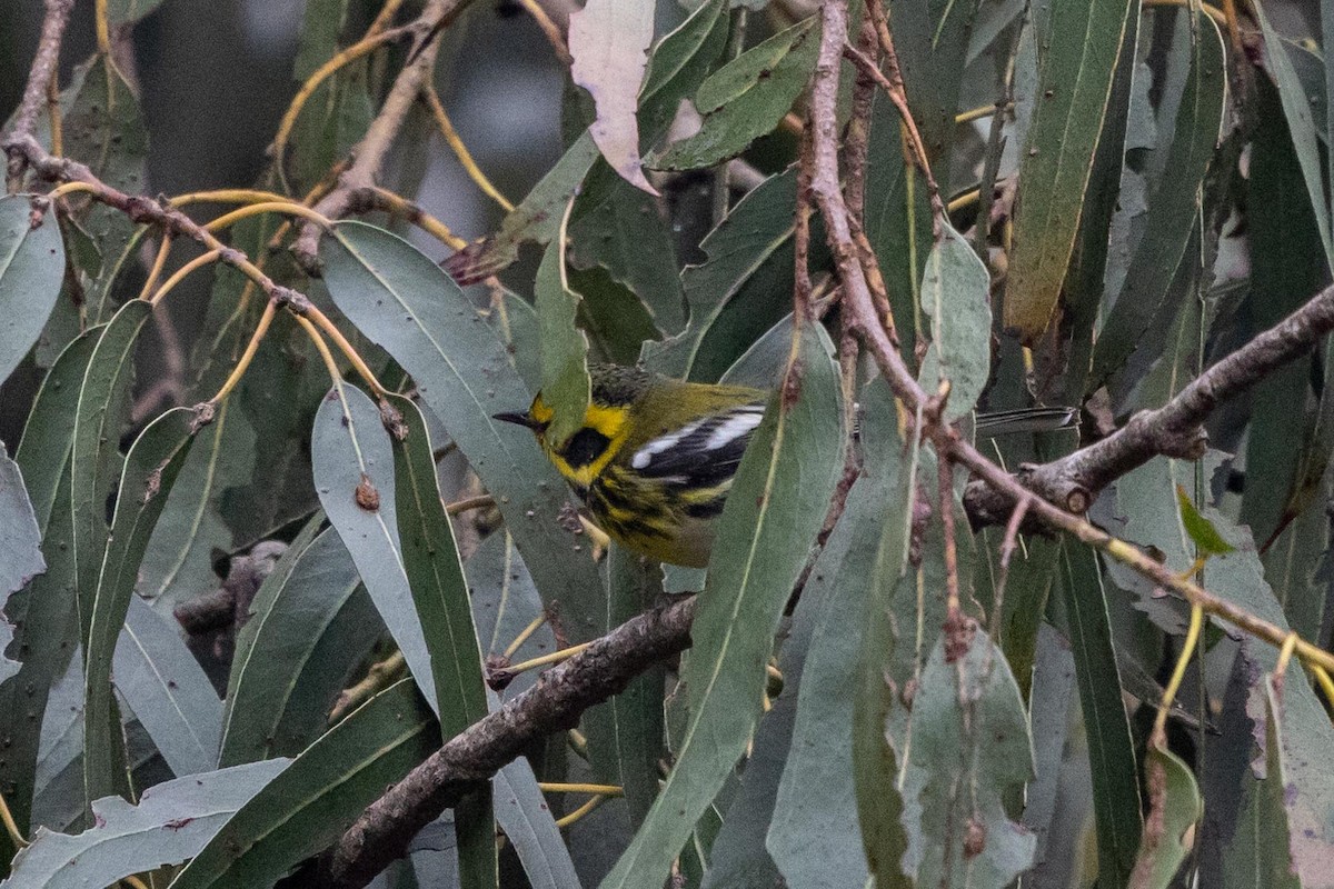 granparula - ML644493308