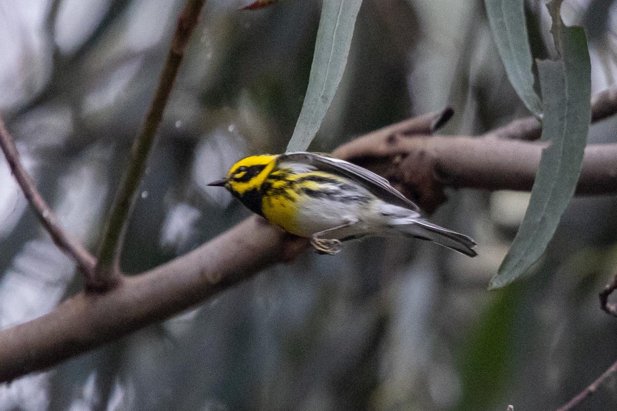 granparula - ML644493309