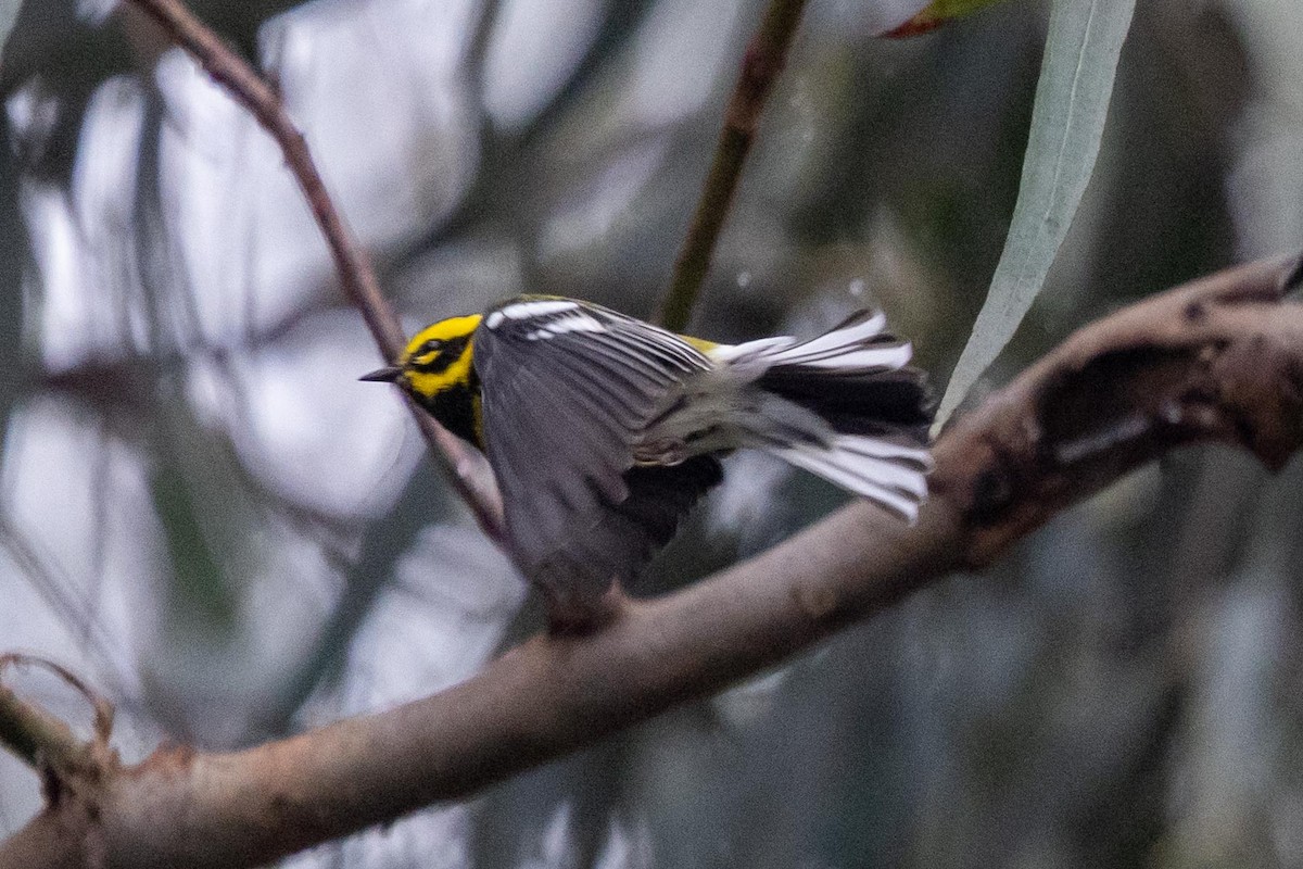 granparula - ML644493310