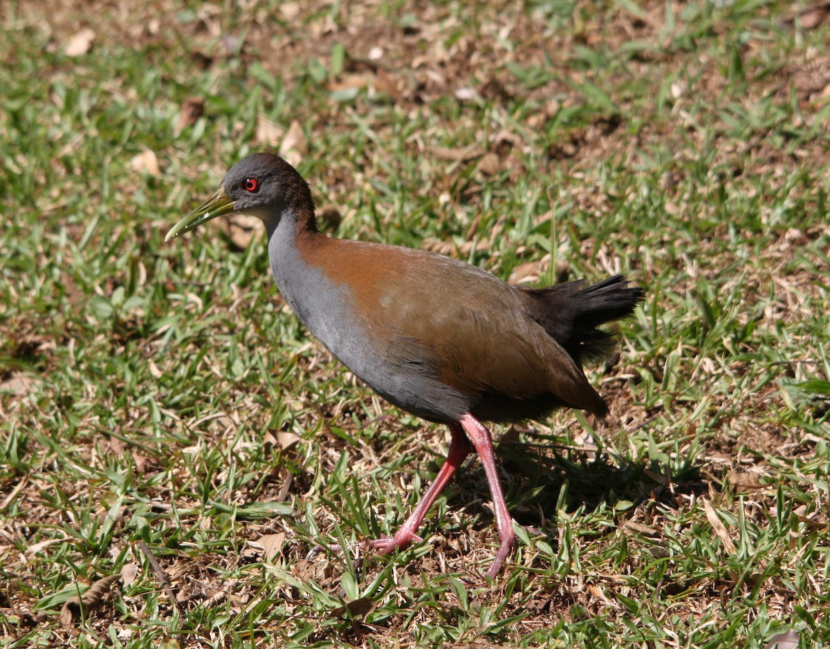 Râle saracura - ML644493313