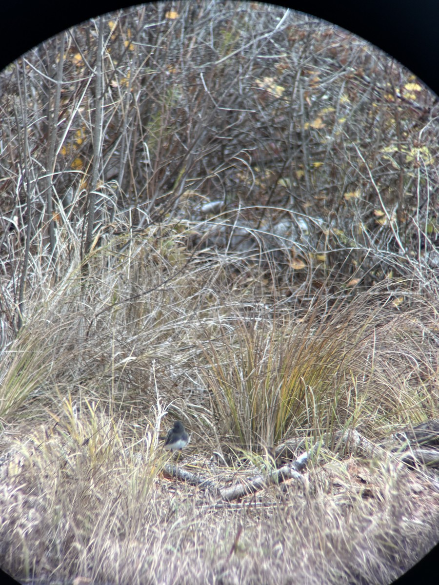 Black Phoebe - ML644493321