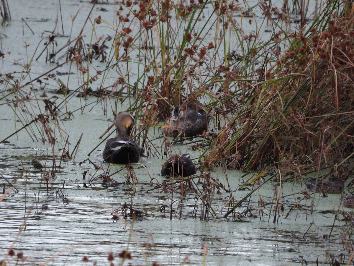 カルガモ - ML644493329