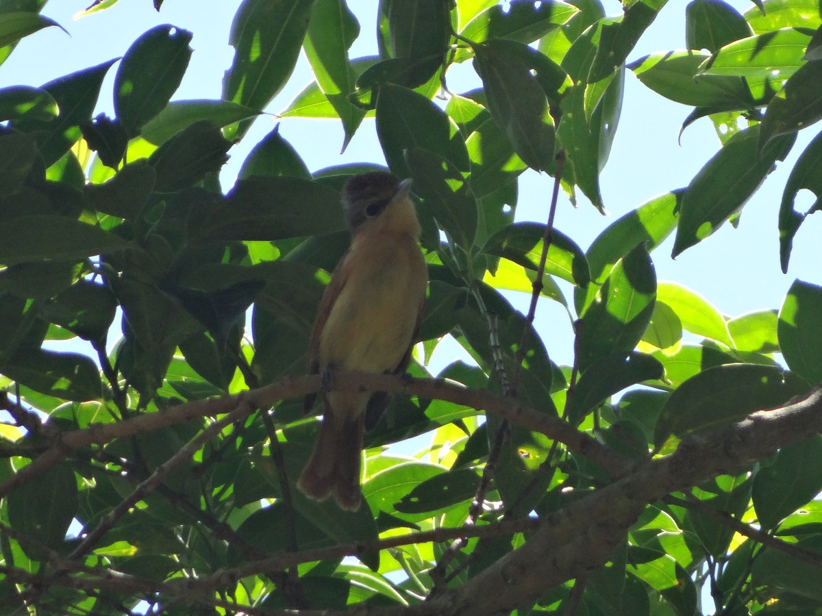 Каштановый бекард - ML644493334