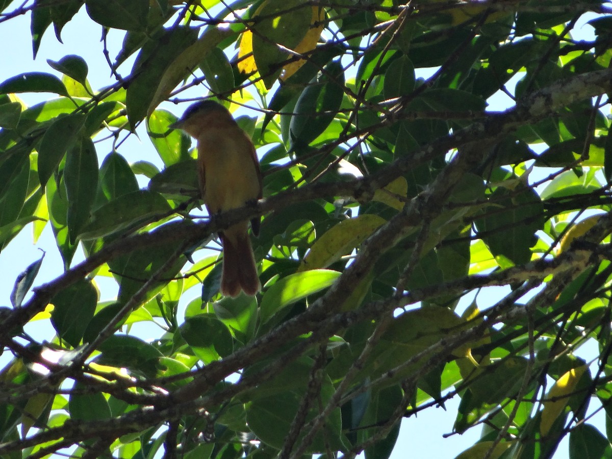 Каштановый бекард - ML644493335