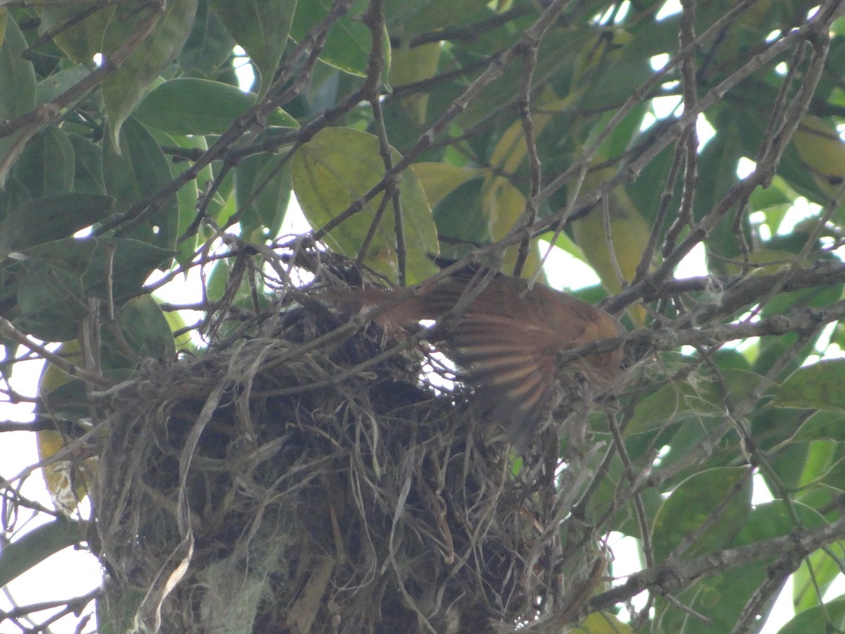 Каштановый бекард - ML644493336