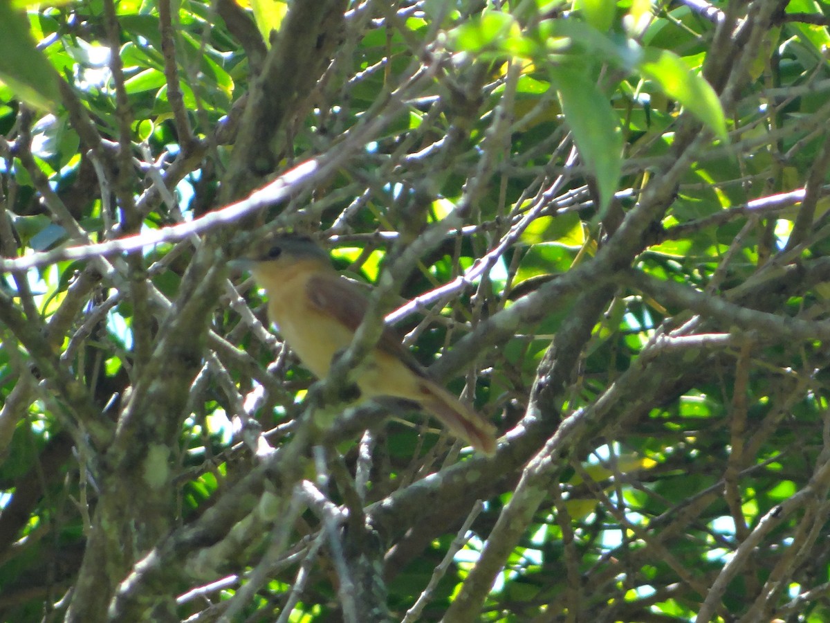 Каштановый бекард - ML644493337