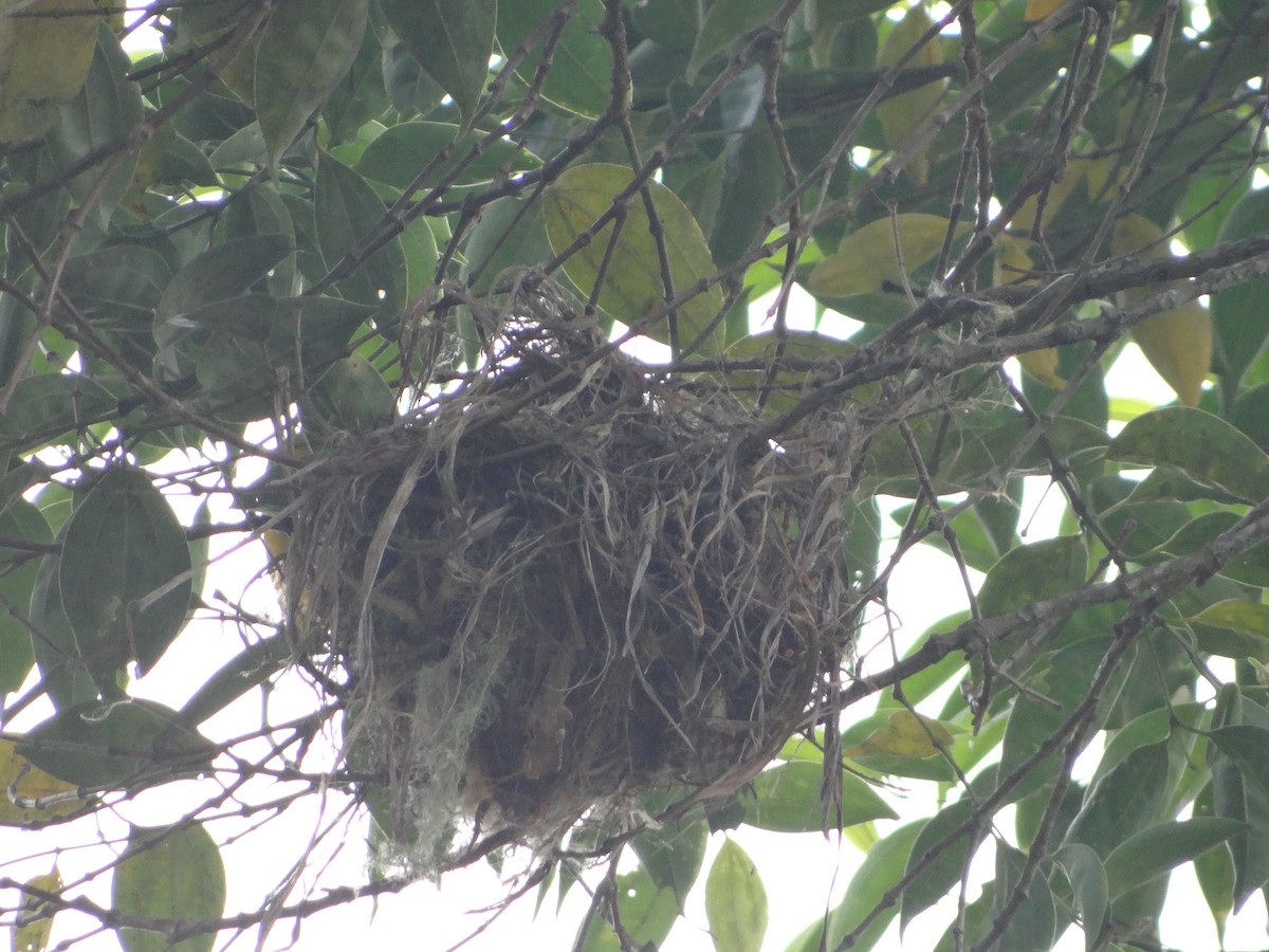 Каштановый бекард - ML644493338