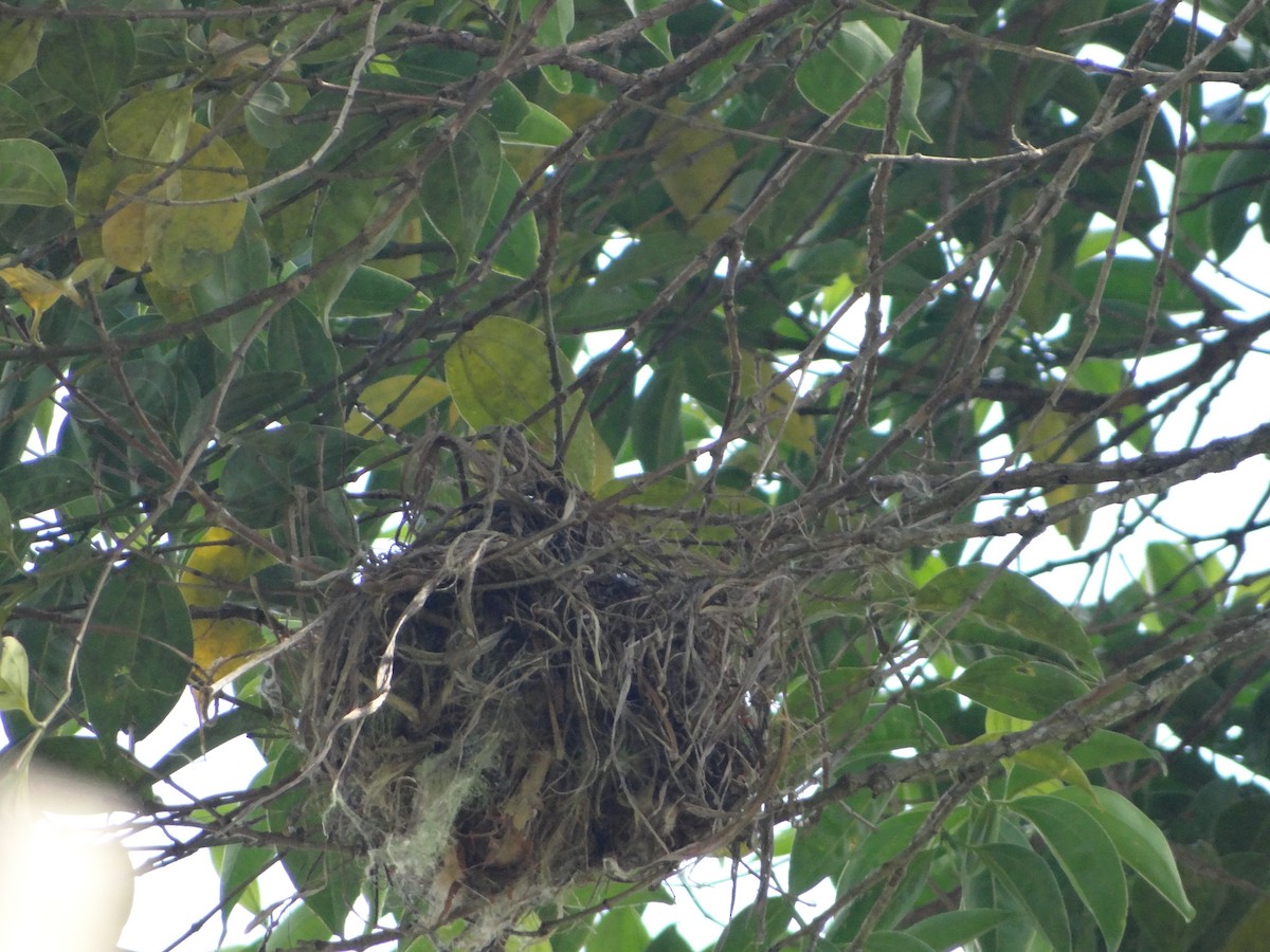 Каштановый бекард - ML644493339