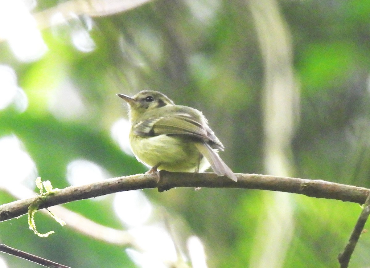 Sao Paulo Bristle-Tyrant - ML644493342