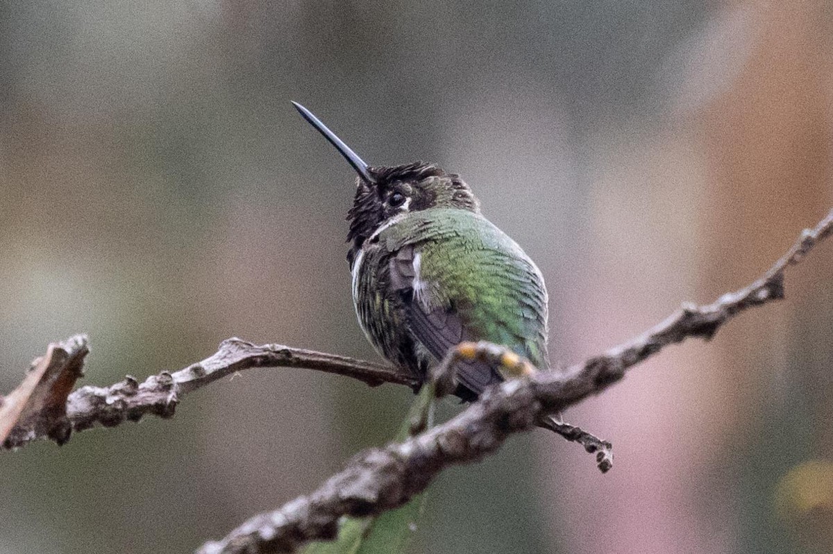 Anna's Hummingbird - ML644493344