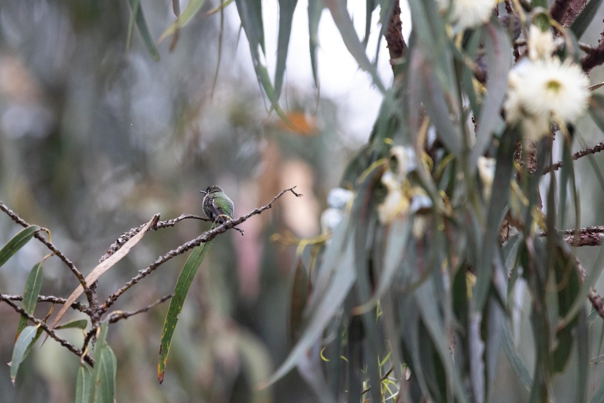 Anna's Hummingbird - ML644493345