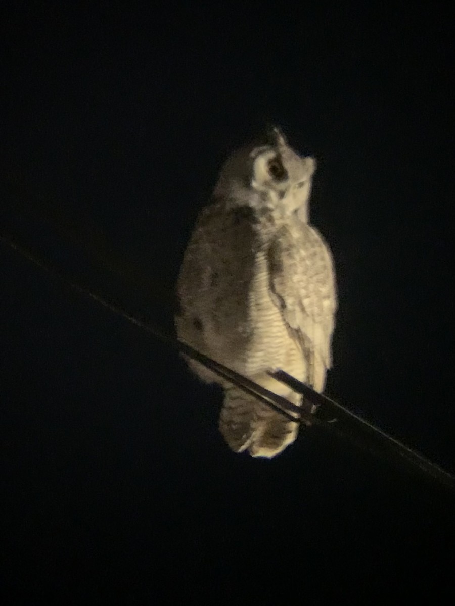 Great Horned Owl - ML644493347