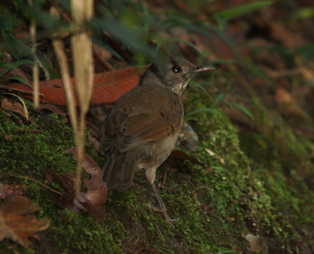 Merle leucomèle - ML644493351