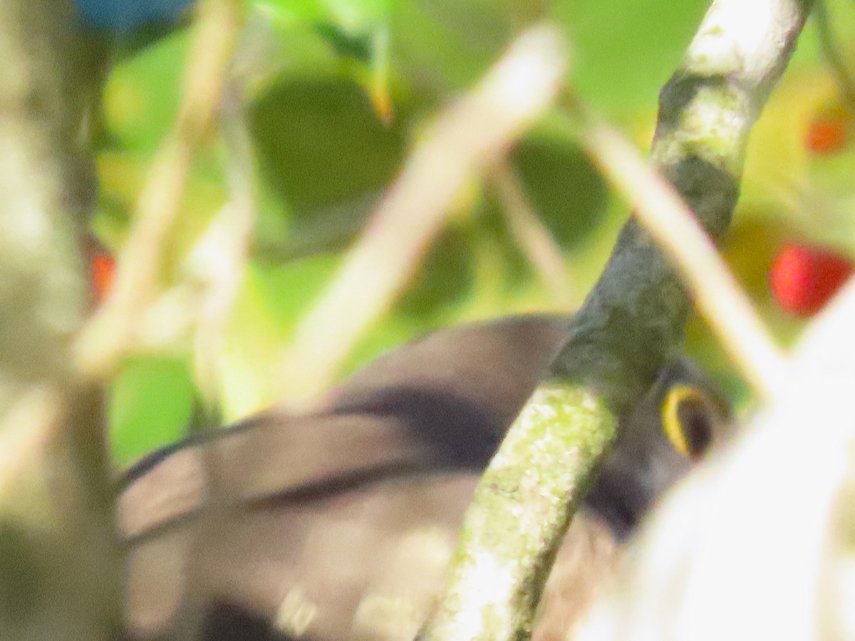 キバシカッコウ - ML644493353