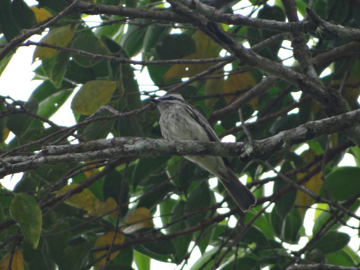 Tyran tacheté - ML644493354