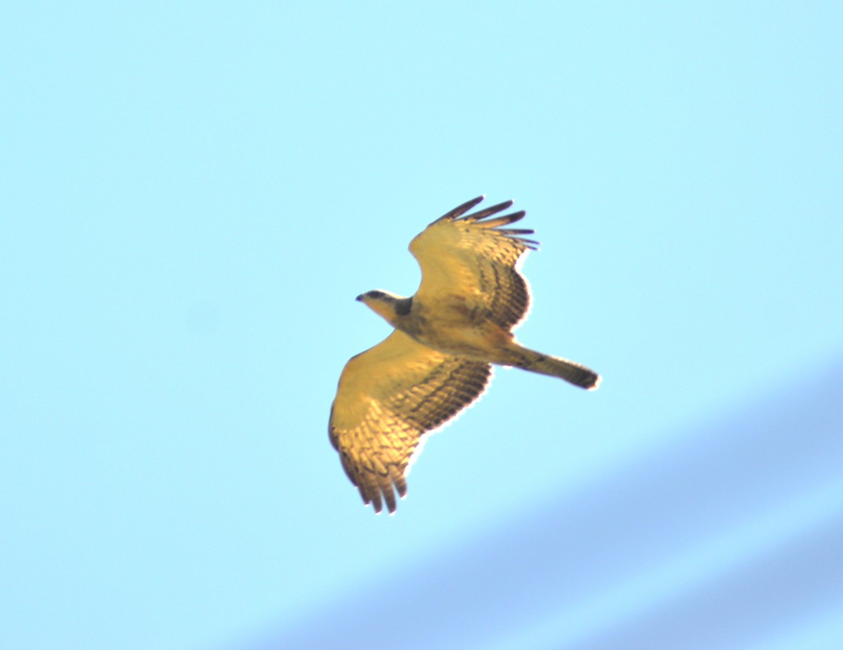 東方蜂鷹 - ML644493358