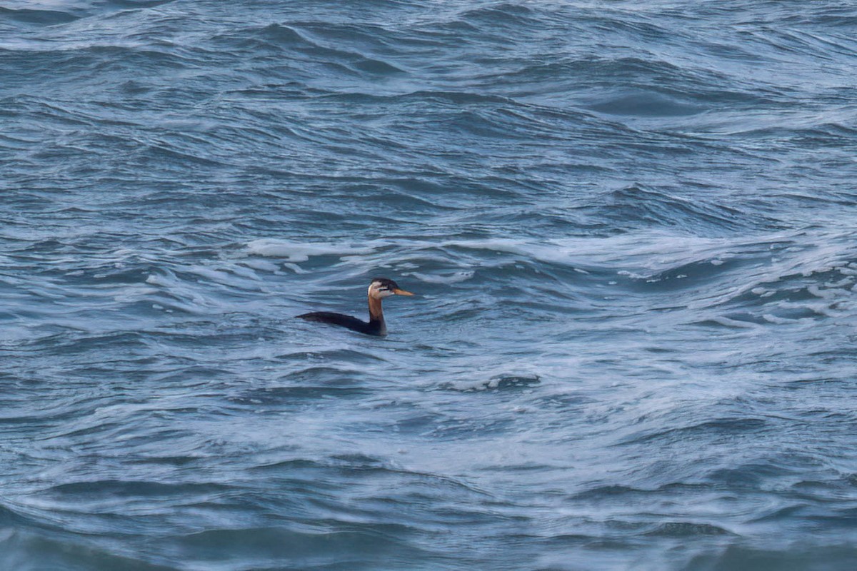 Somormujo Cuellirrojo - ML644493363