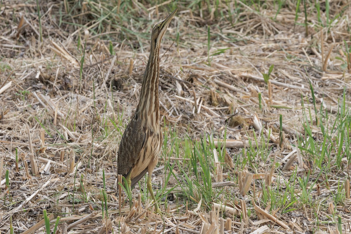 Butor d'Amérique - ML644493364