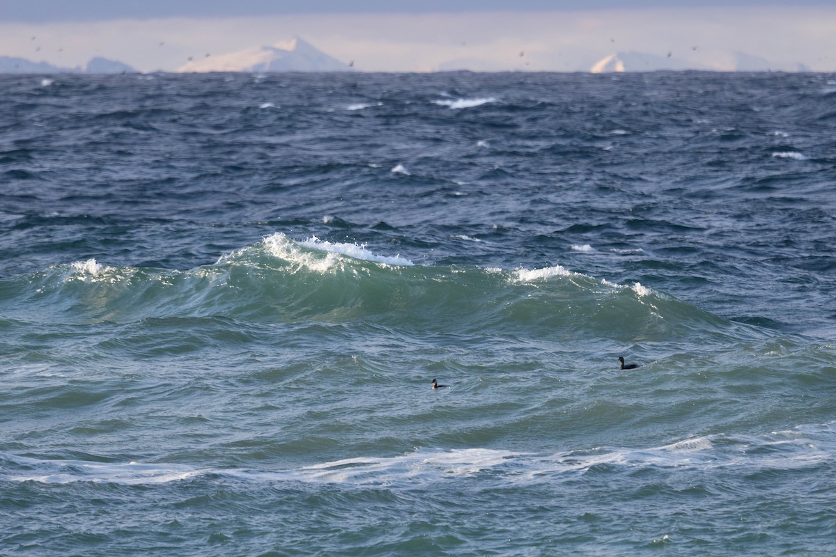 Somormujo Cuellirrojo - ML644493365