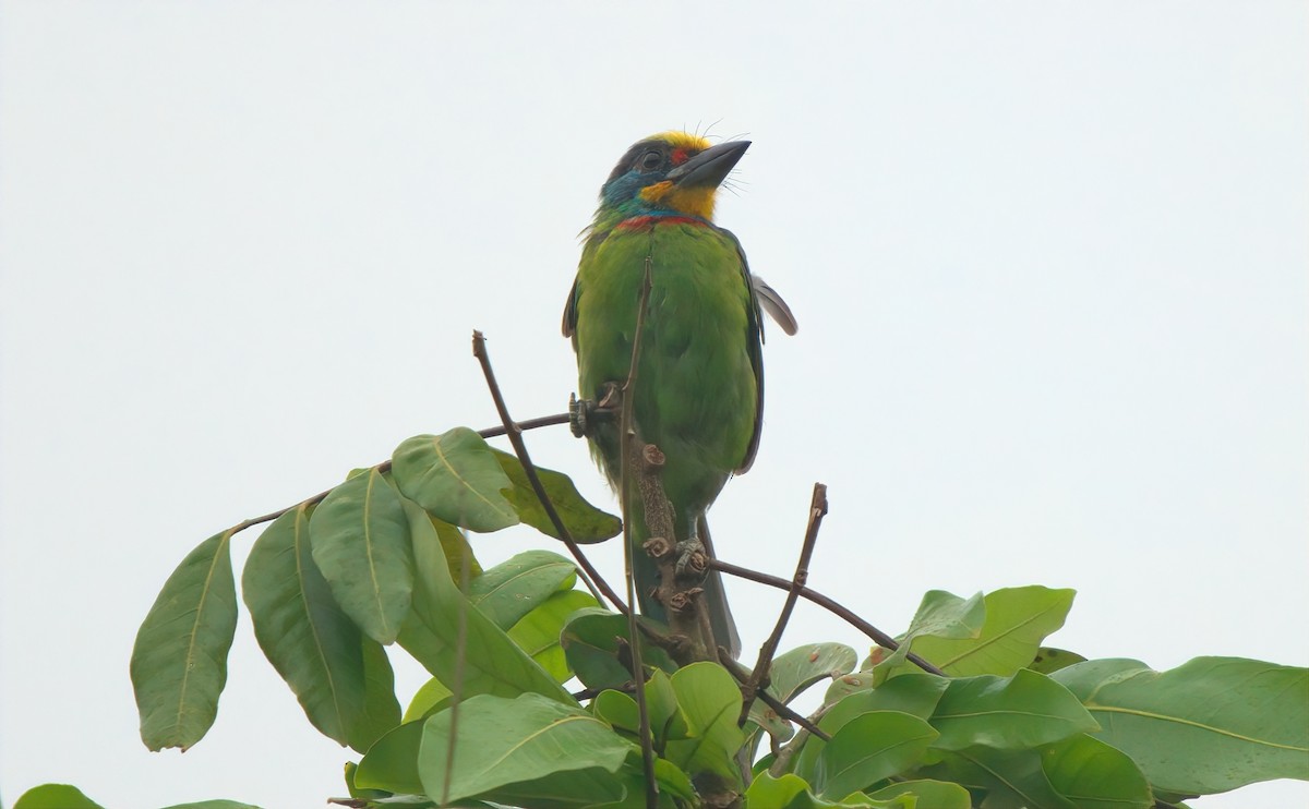 Taiwan Barbet - ML644493366
