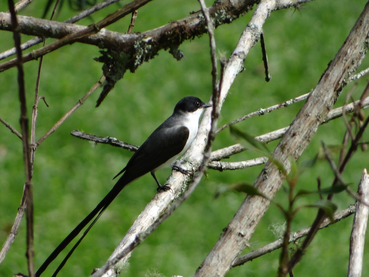 Fork-tailed Flycatcher - ML644493367