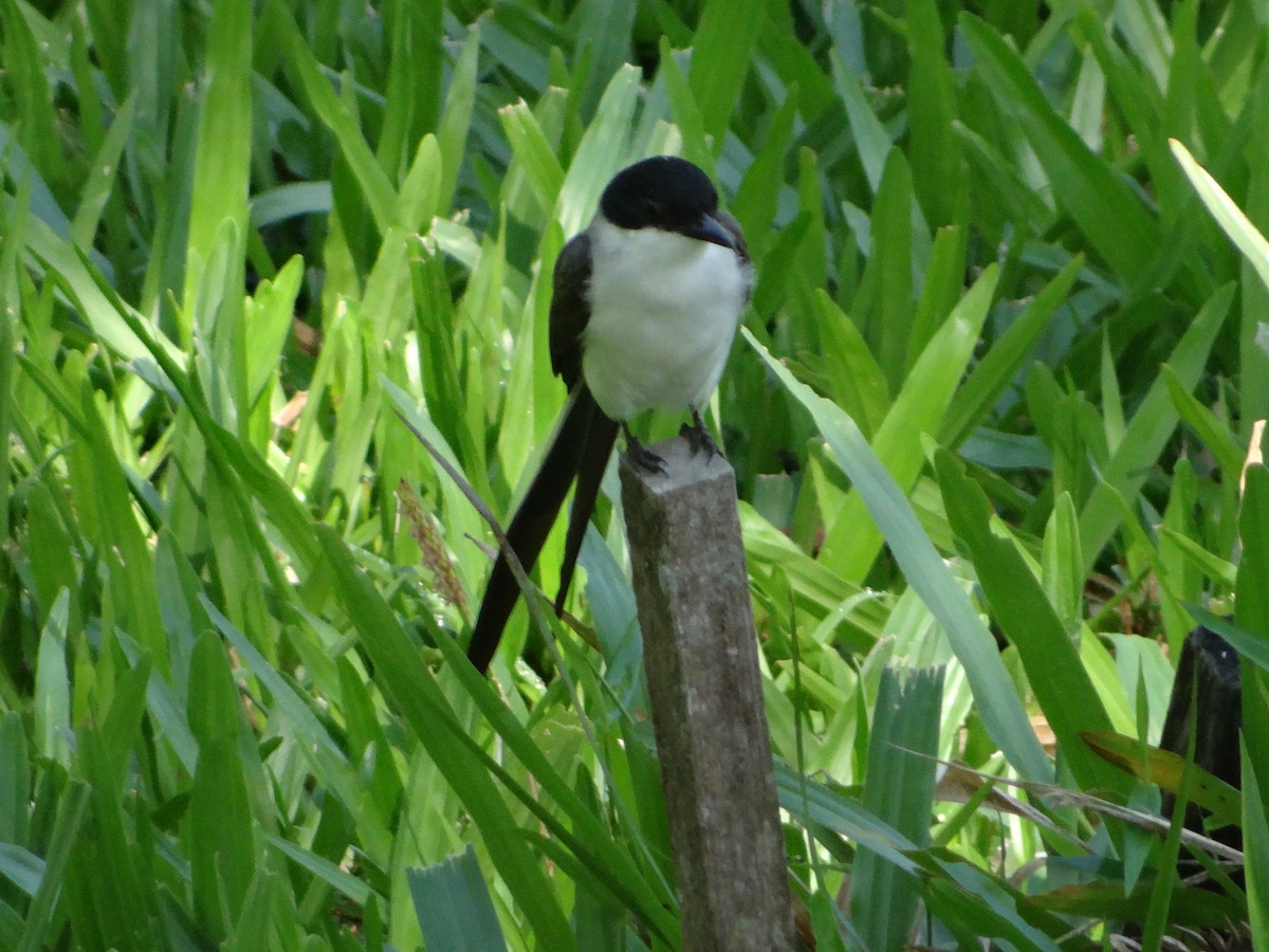 ズグロエンビタイランチョウ - ML644493368