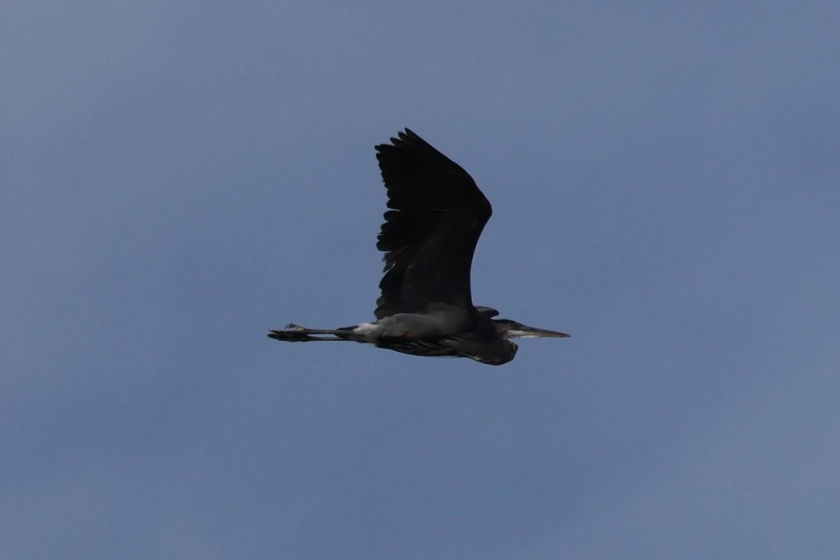 Great Blue Heron - ML644493369