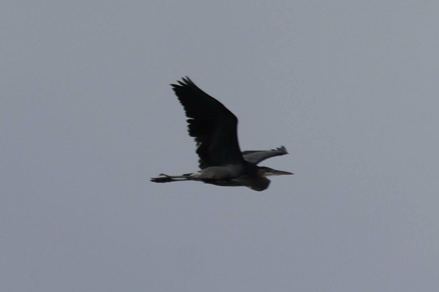 Great Blue Heron - ML644493370