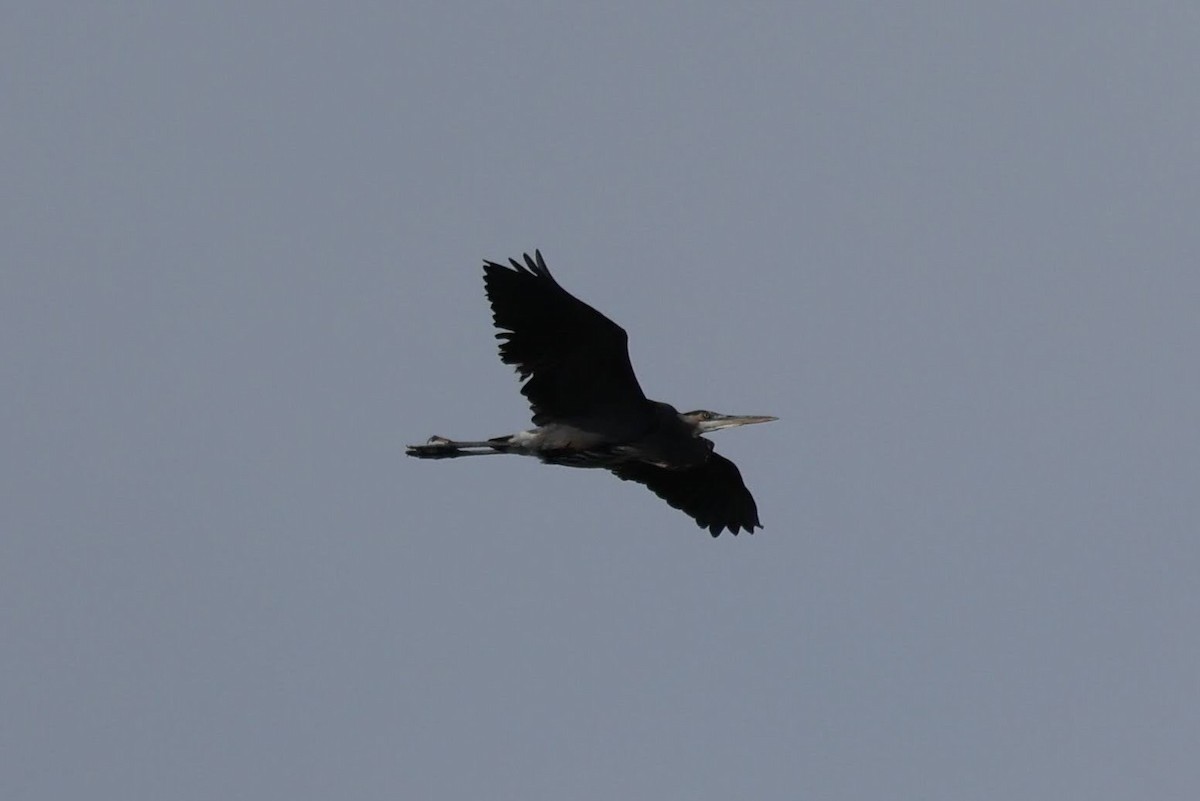 Great Blue Heron - ML644493371