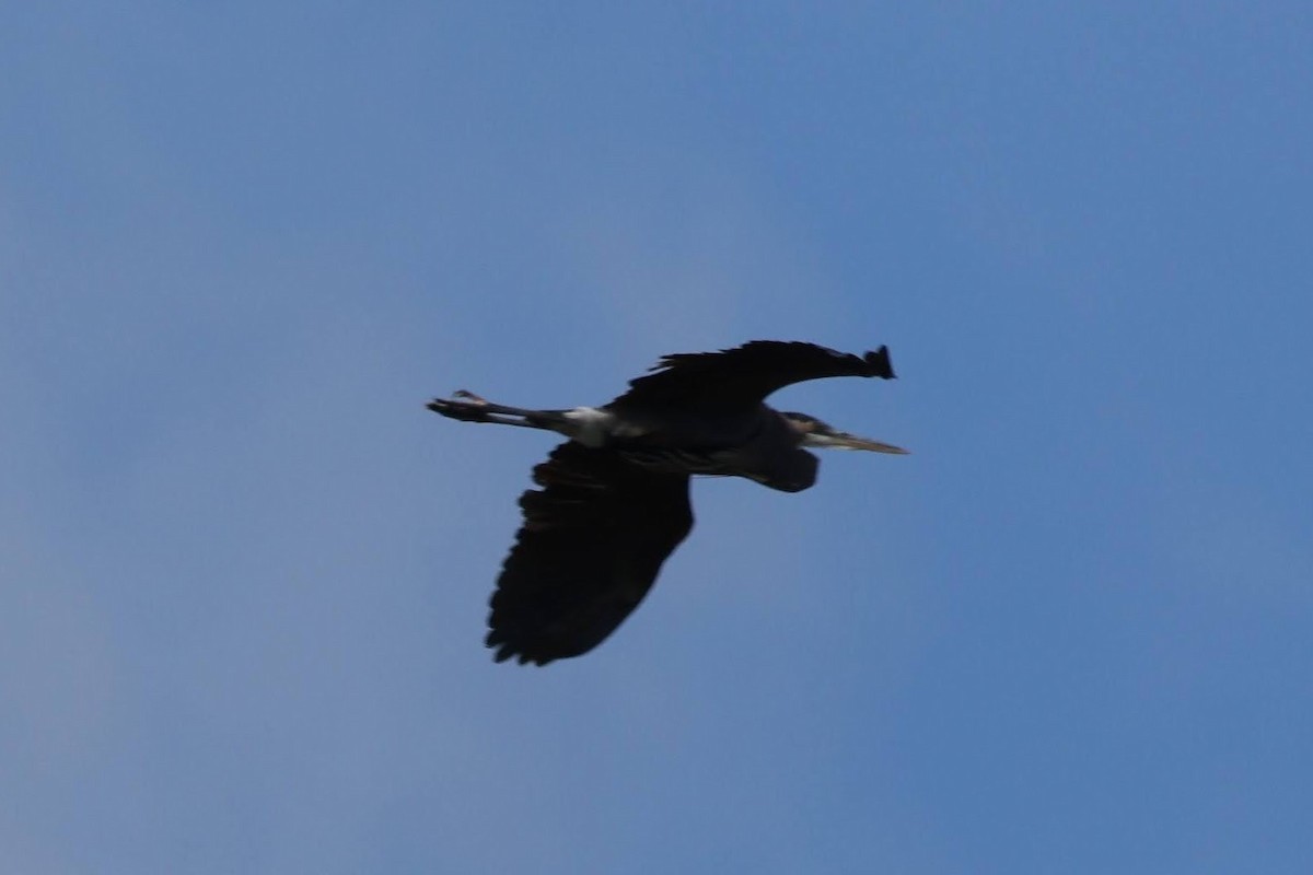 Great Blue Heron - ML644493372