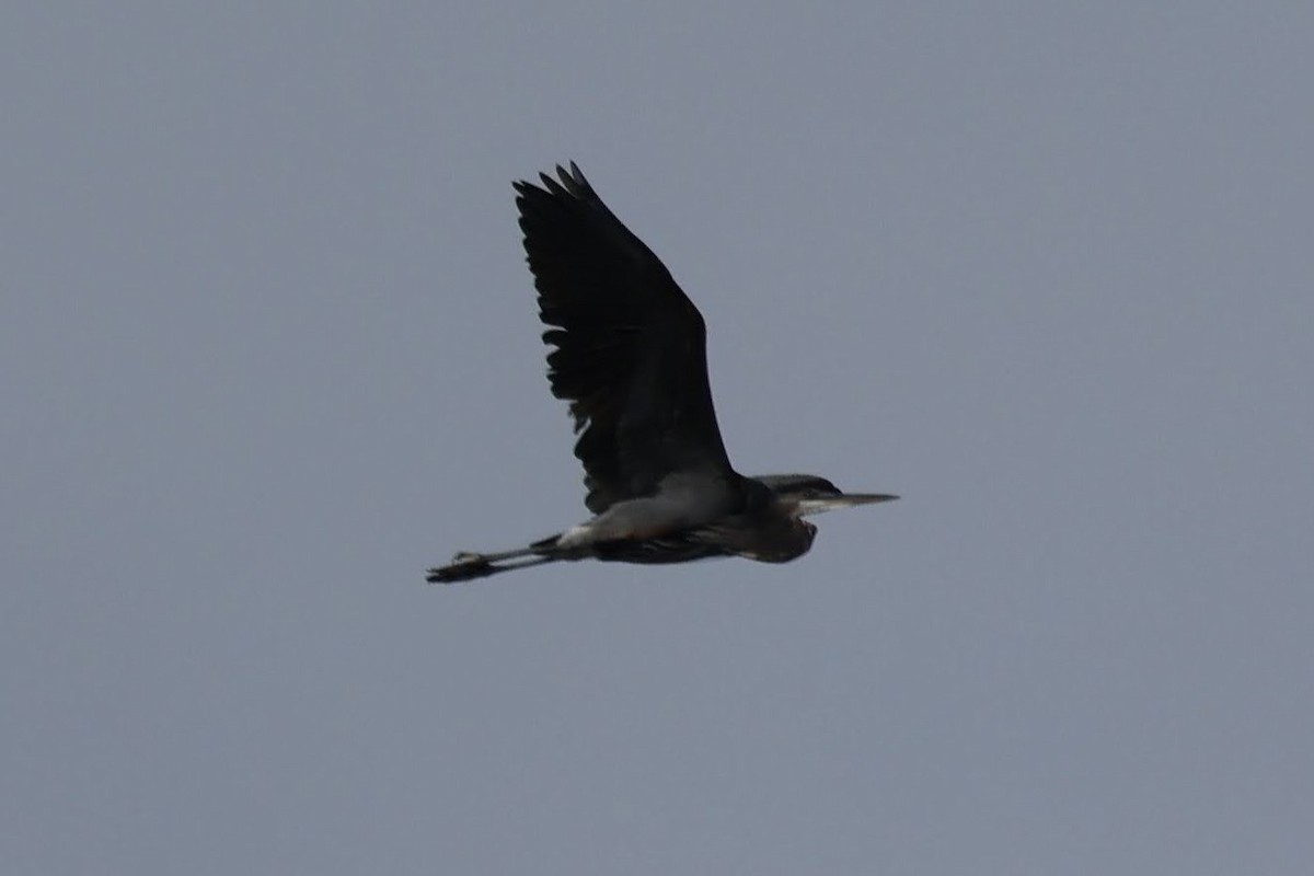 Great Blue Heron - ML644493373