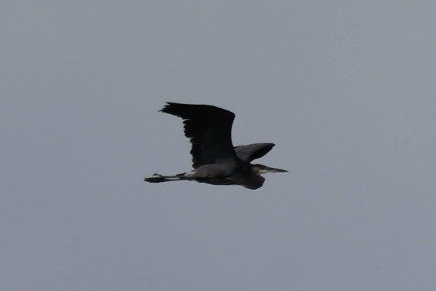 Great Blue Heron - ML644493374