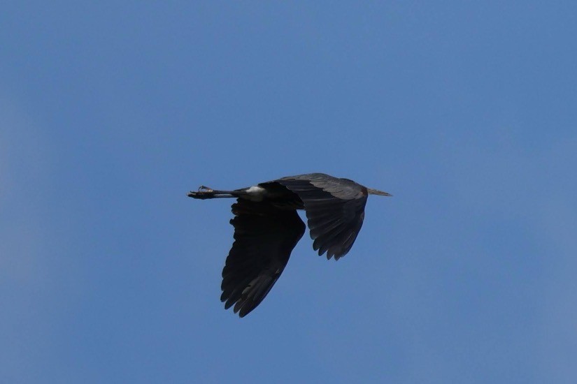 Great Blue Heron - ML644493375
