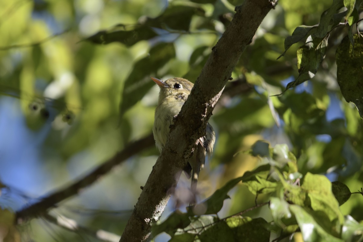 Western Flycatcher (Pacific-slope) - ML644493376
