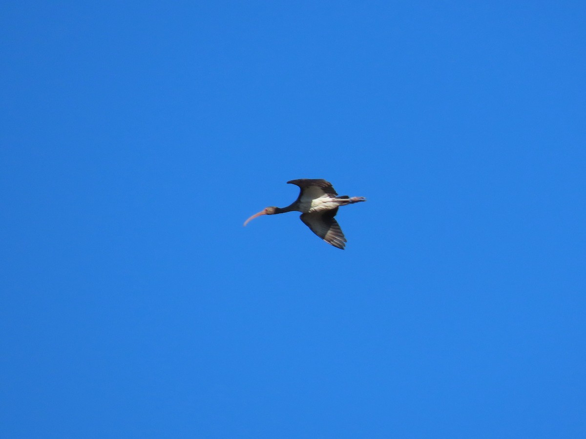 シロトキ - ML644493377