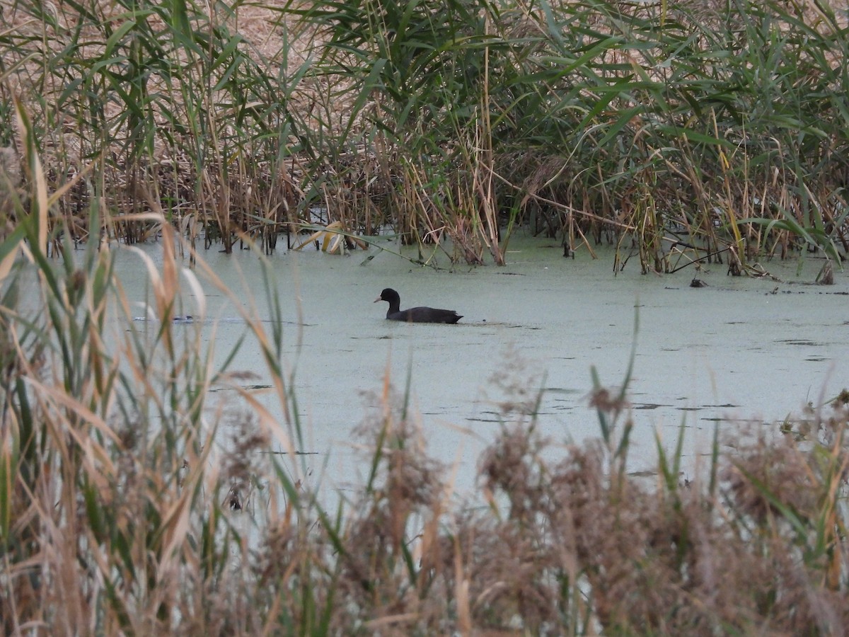Eurasian Coot - ML644493378