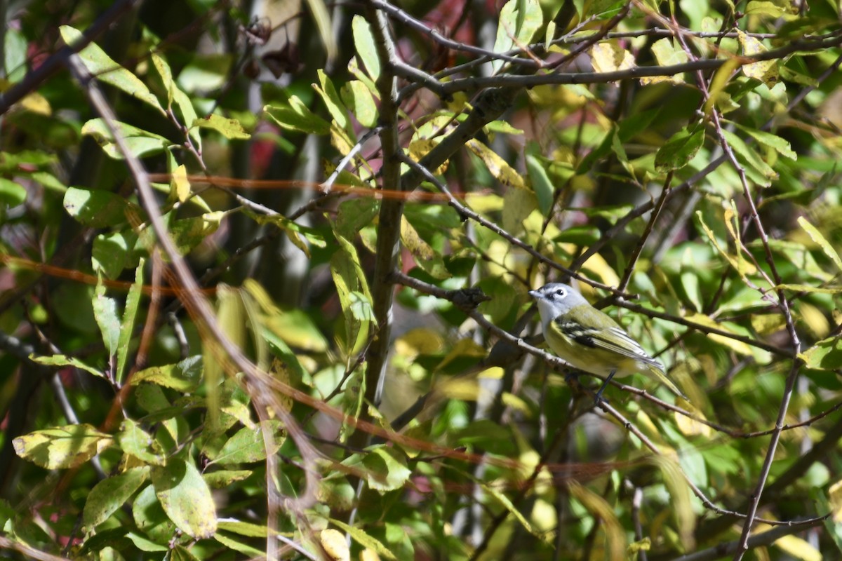 Blue-headed Vireo - ML644493390