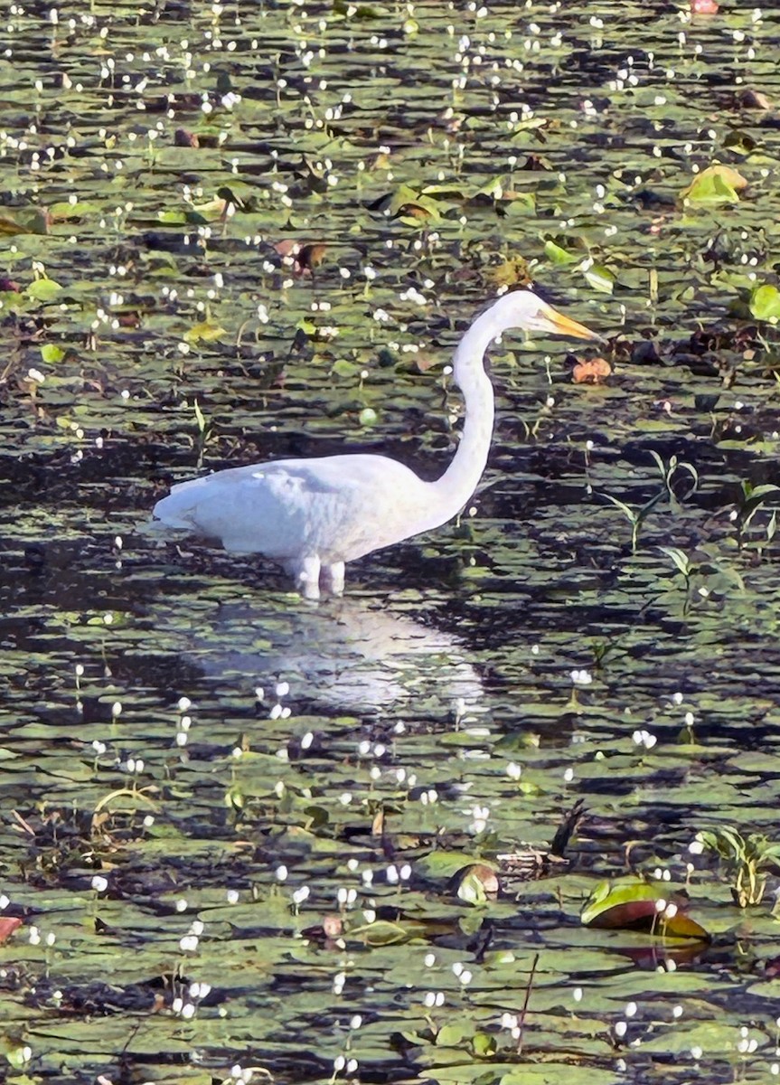 Great Egret - ML644493392