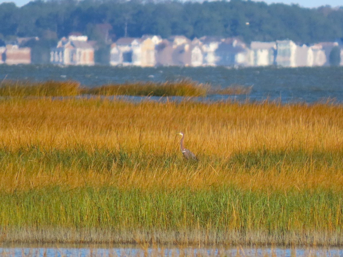 サンショクサギ - ML644493393