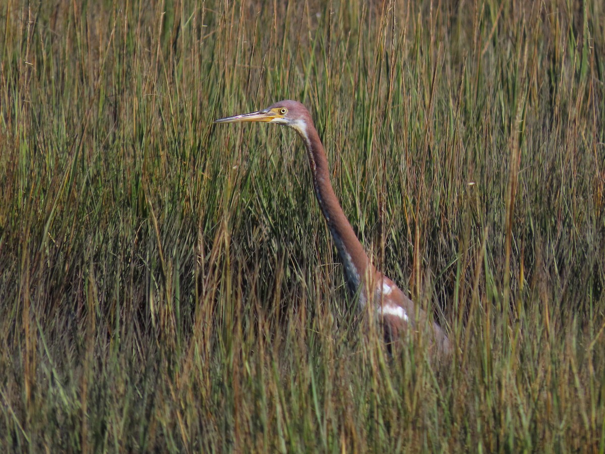 サンショクサギ - ML644493394