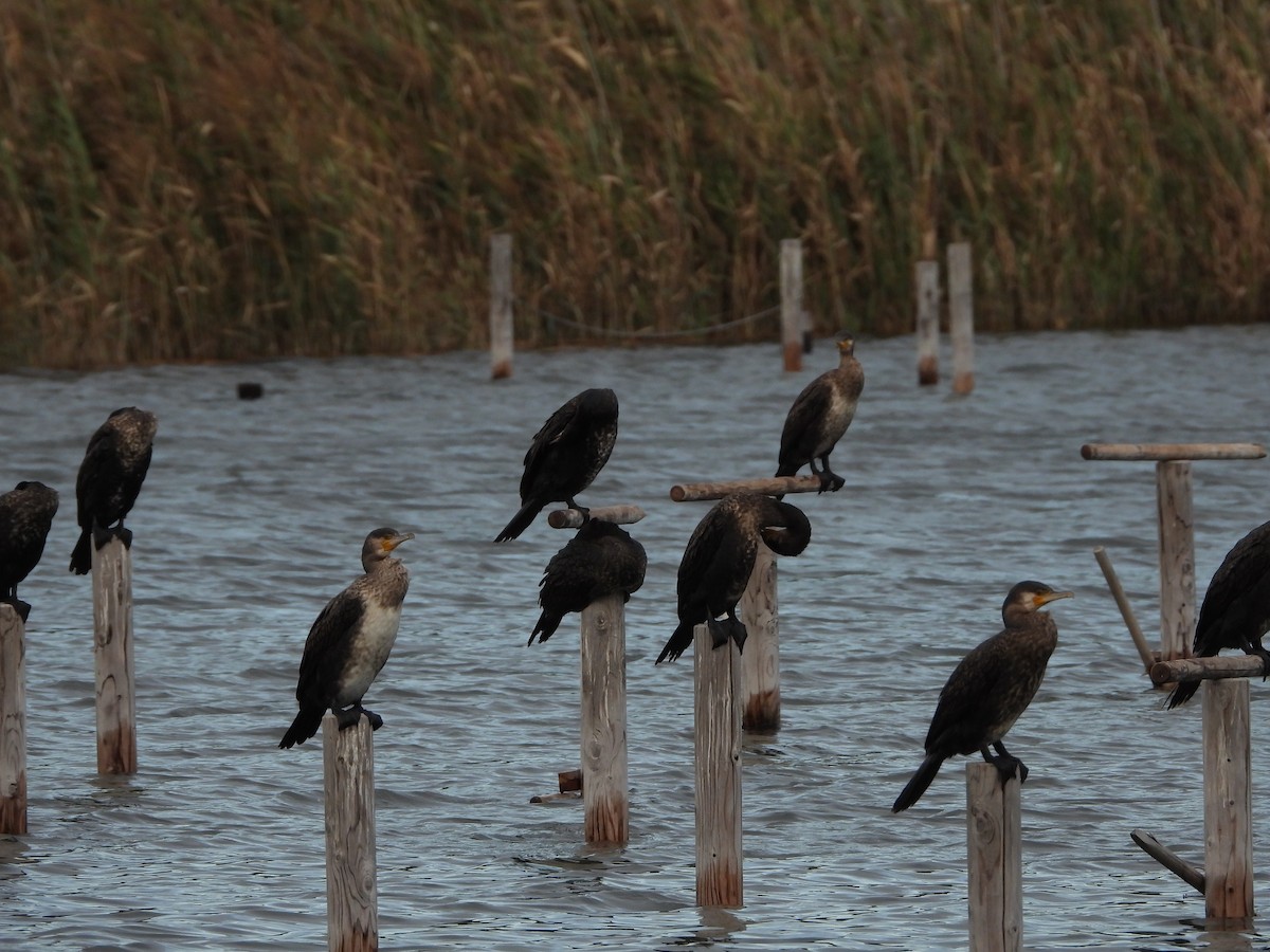 Great Cormorant - ML644493395