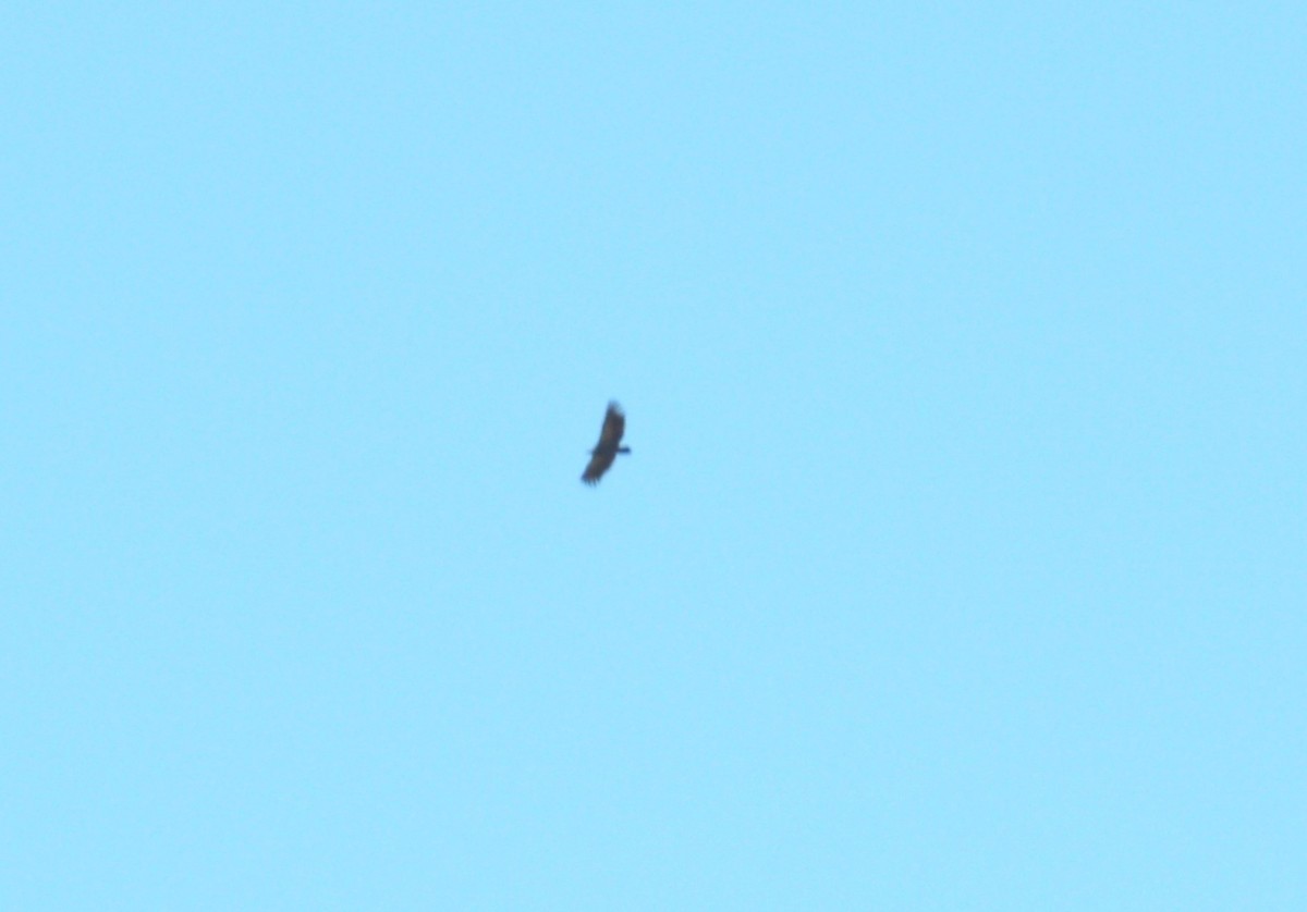 Bengalengeier - ML644493397