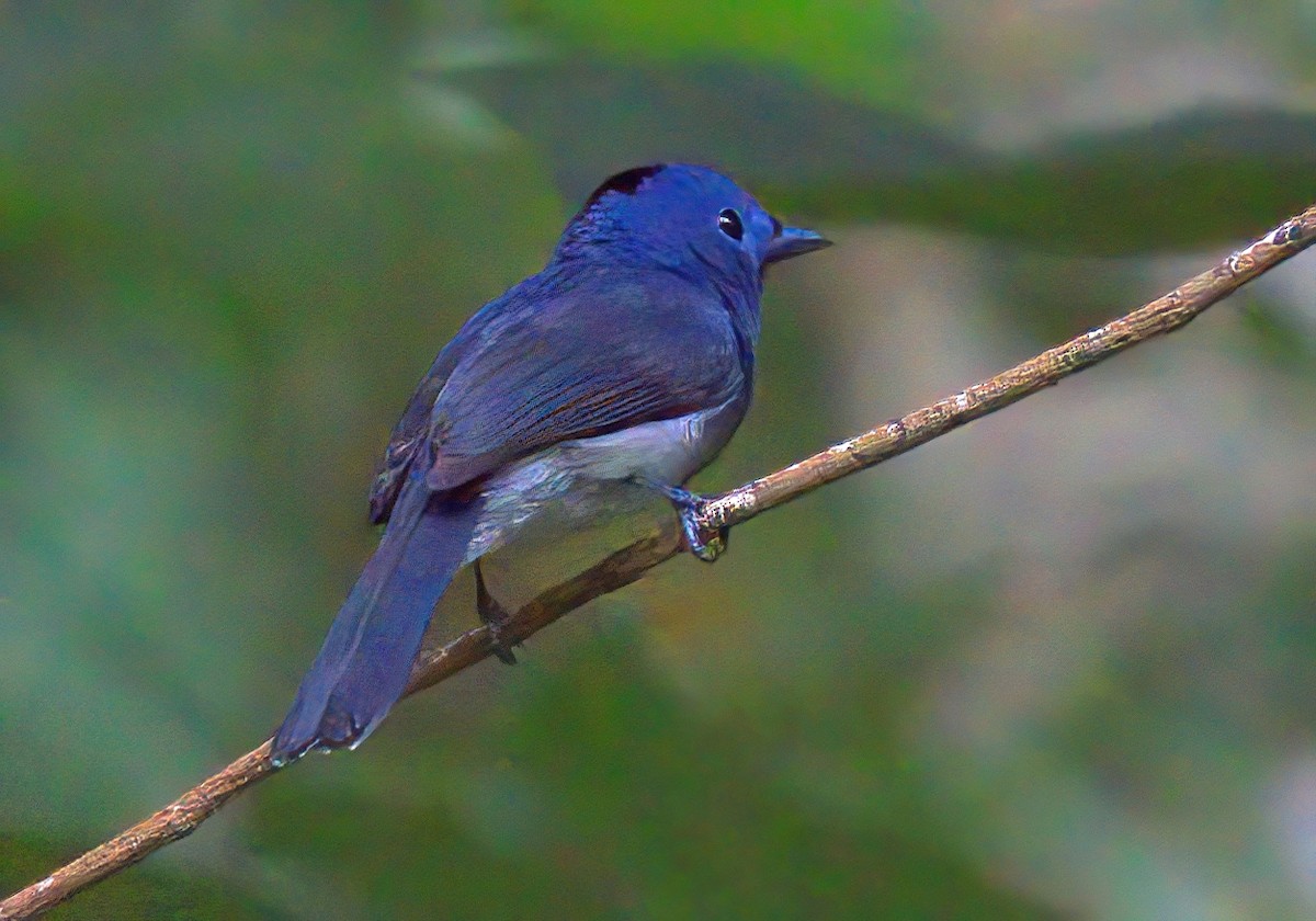 Black-naped Monarch - ML644493400