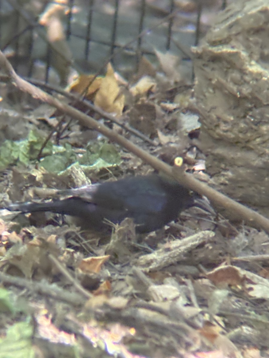 Purpurgrackel (quiscula/stonei) - ML644493401