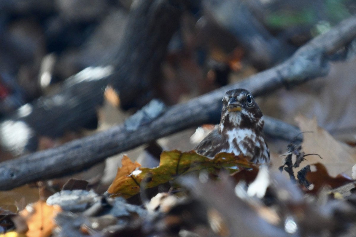 ゴマフスズメ - ML644493402